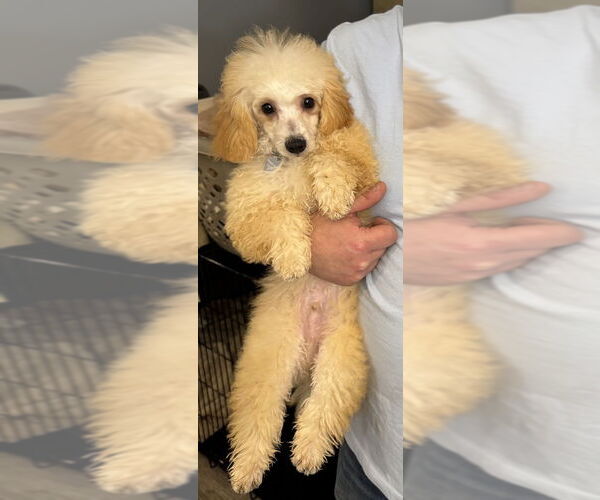 Medium Photo #1 Mutt Puppy For Sale in Mundelein, IL, USA