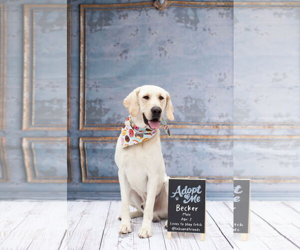 Medium Photo #3 Labrador Retriever-Unknown Mix Puppy For Sale in San Diego, CA, USA