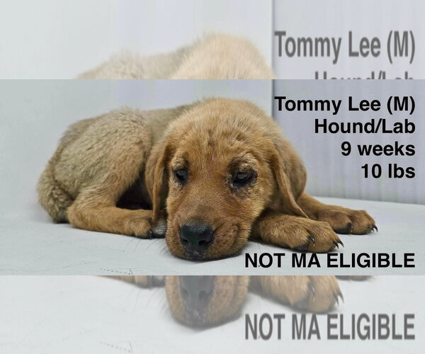 Medium Photo #14 Redbone Coonhound-Unknown Mix Puppy For Sale in pomfret, CT, USA