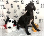Small #1 Labrador Retriever Mix