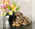 Puppy Malani Miniature Bernedoodle