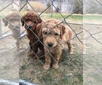 Small Photo #10 Goldendoodle Puppy For Sale in NAMPA, ID, USA