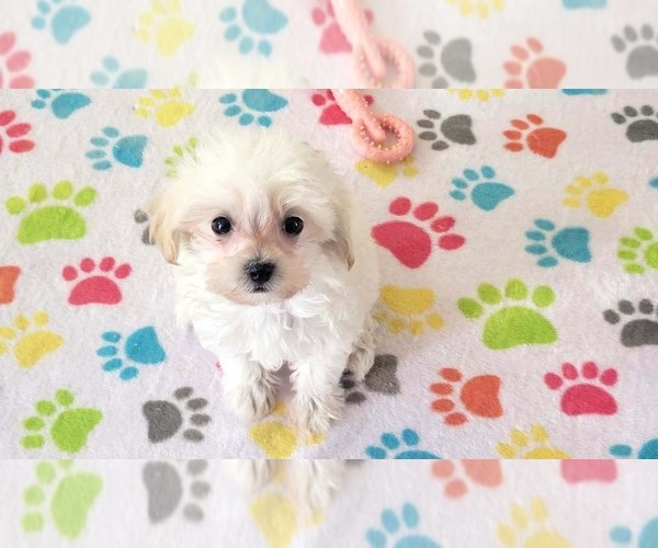 Medium Photo #9 Maltipoo (Toy) Puppy For Sale in ORO VALLEY, AZ, USA