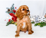 Small Photo #14 Cavalier King Charles Spaniel Puppy For Sale in WAKARUSA, IN, USA