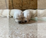 Puppy 19 pups total English Cream Golden Retriever