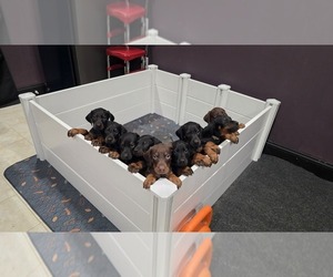 Doberman Pinscher Litter for sale in ALEXANDRIA, VA, USA