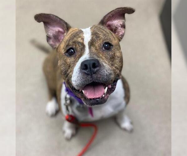 Medium Photo #1 American Staffordshire Terrier Puppy For Sale in Aurora, CO, USA