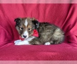 Small Photo #2 Shetland Sheepdog Puppy For Sale in OXFORD, PA, USA