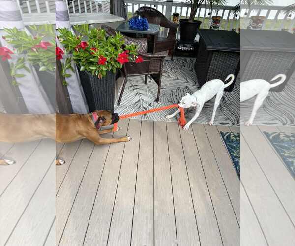 Medium Photo #2 Boxer Puppy For Sale in Dumont, NJ, USA