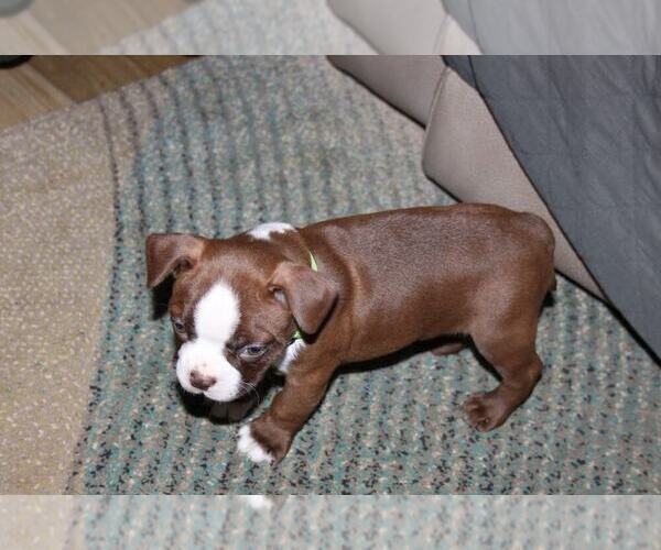 Medium Photo #3 Boston Terrier Puppy For Sale in MAULDIN, SC, USA