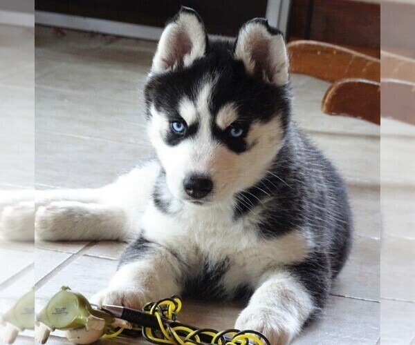Medium Photo #1 Siberian Husky Puppy For Sale in DANVILLE, PA, USA