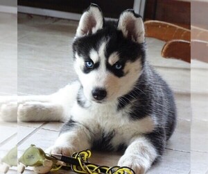 Siberian Husky Puppy for sale in DANVILLE, PA, USA