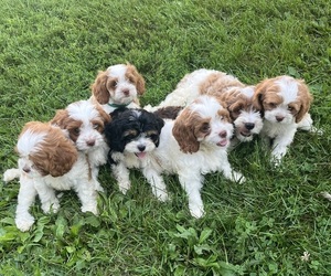 Cavapoo (Miniature) Puppy for sale in KALONA, IA, USA