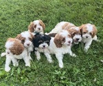 Small Cavapoo (Miniature)