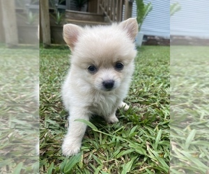 Pomeranian Puppy for sale in WILMINGTON, NC, USA