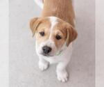 Small #2 Colonial Cocker Spaniel Mix