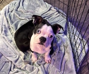 Medium Boston Terrier