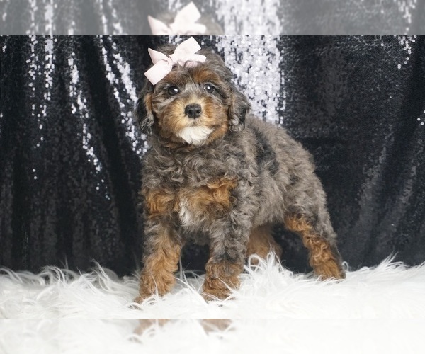 Medium Photo #5 Poodle (Toy) Puppy For Sale in WARSAW, IN, USA