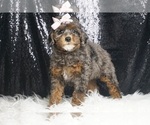 Small #4 Poodle (Toy)