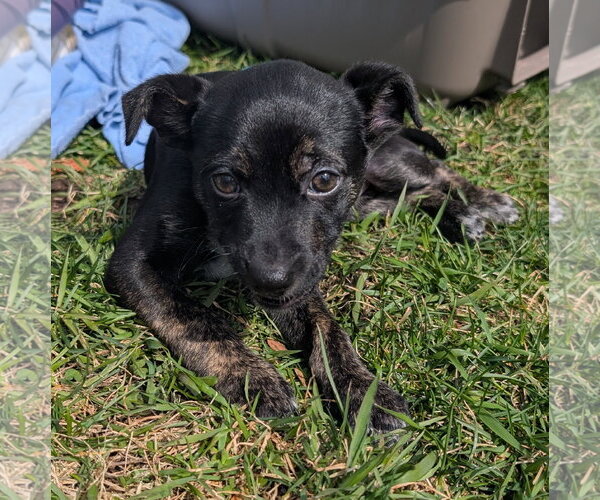 Medium Photo #7 Mutt Puppy For Sale in Brooklyn Center, MN, USA
