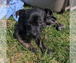 Small #6 Mutt