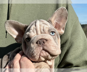 French Bulldog Puppy for Sale in JUNCTION CITY, Oregon USA