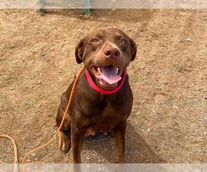 Labrador Retriever-Unknown Mix Dogs for adoption in Orange, CA, USA