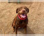 Small Labrador Retriever Mix