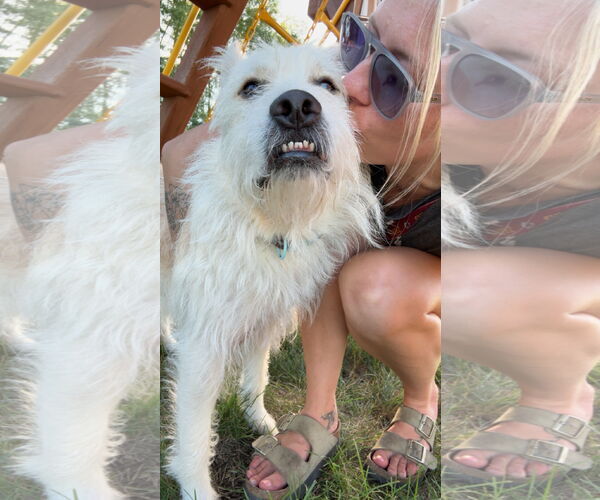 Medium Photo #4 Mutt Puppy For Sale in Estherville, IA, USA