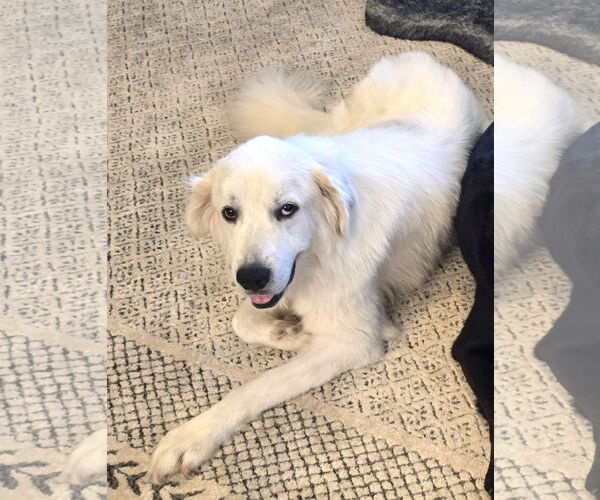 Medium Photo #2 Great Pyrenees Puppy For Sale in Spring, TX, USA