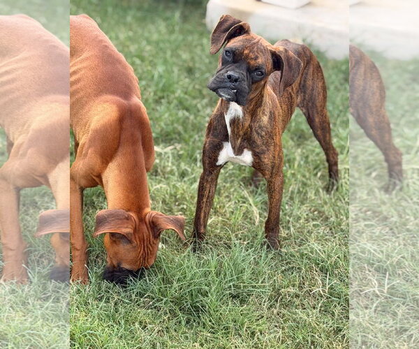 Medium Photo #2 Boxer Puppy For Sale in Dumont, NJ, USA