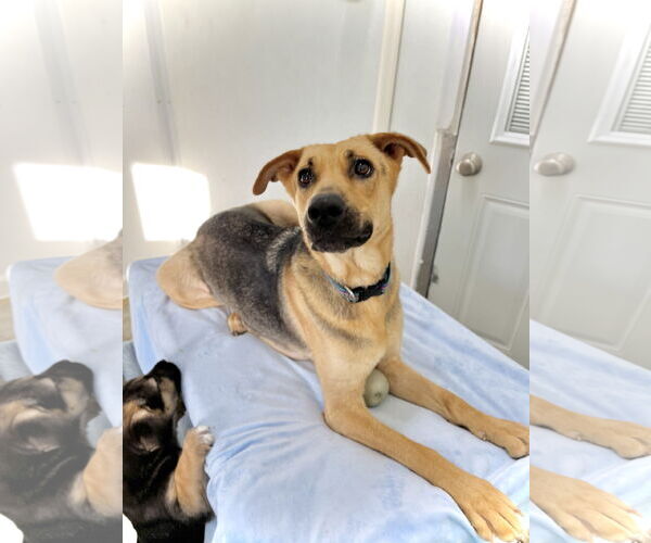 Medium Photo #1 Mutt Puppy For Sale in Estherville, IA, USA