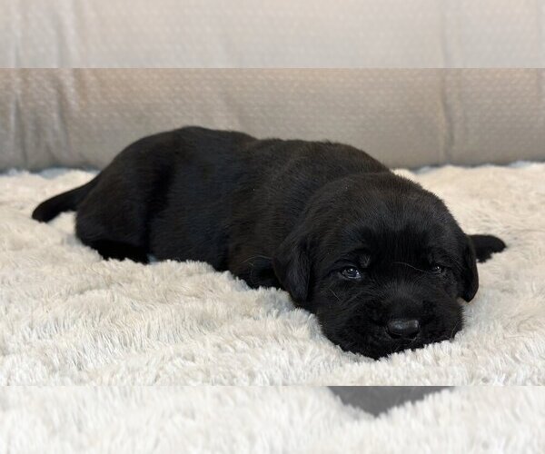 Medium Photo #5 Labrador Retriever Puppy For Sale in HIGH POINT, NC, USA