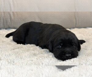 Medium Labrador Retriever