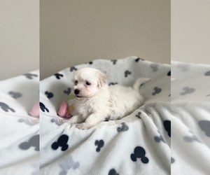 Maltese-Poodle (Toy) Mix Puppy for sale in PLANO, TX, USA