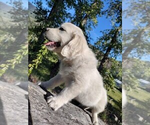 English Cream Golden Retriever Puppy for sale in COLVILLE, WA, USA