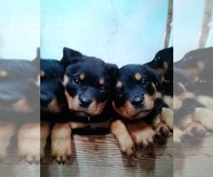 Rottweiler Puppy for sale in VANDALIA, MO, USA