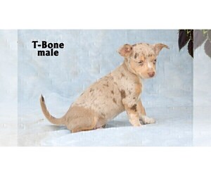 Chihuahua Puppy for sale in CLARE, MI, USA