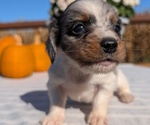 Small #14 Dachshund