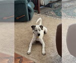 Small #2 Mutt