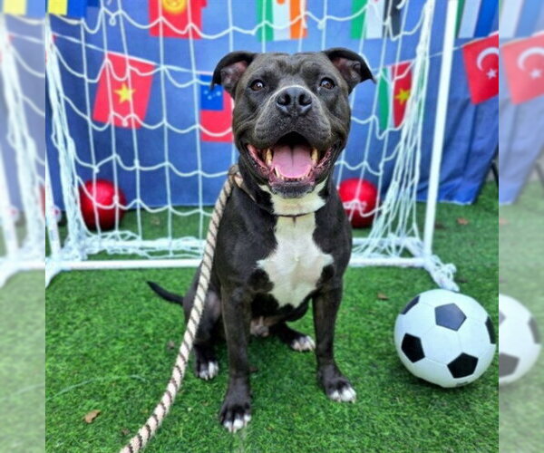 Medium Photo #5 Mutt Puppy For Sale in Long Beach, CA, USA