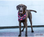 Small #3 Labrador Retriever