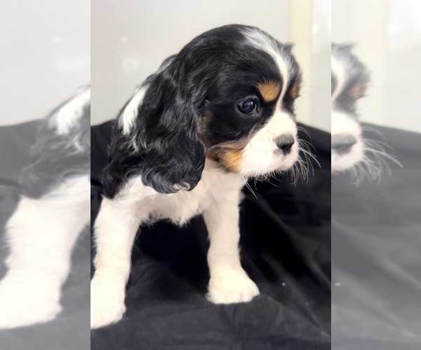 Medium Photo #4 Cavalier King Charles Spaniel Puppy For Sale in EDWARDSBURG, MI, USA