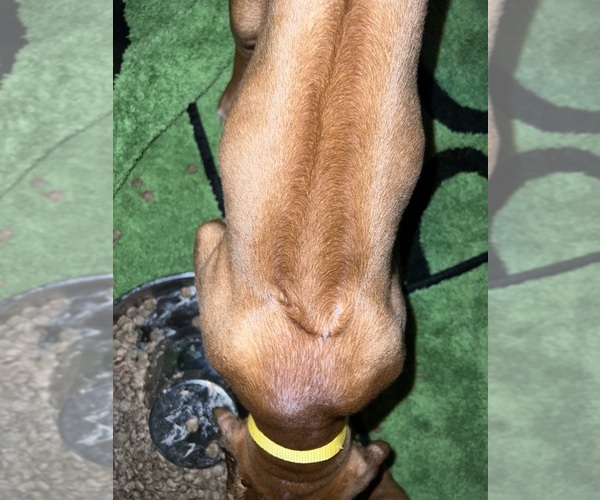 Medium Photo #2 Rhodesian Ridgeback Puppy For Sale in MURFREESBORO, TN, USA