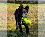 Small #3 Mutt