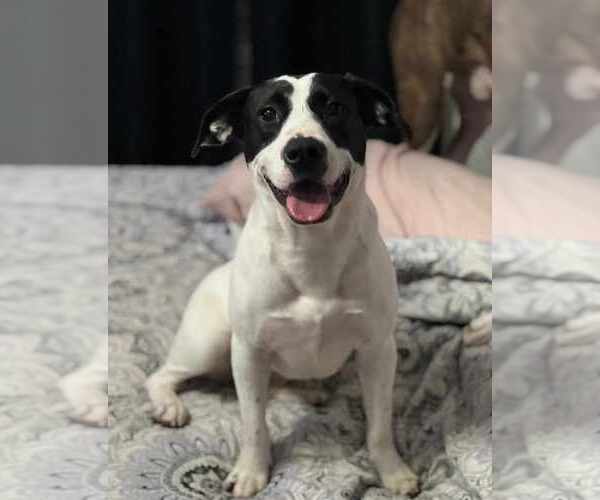 Medium Photo #2 Labrador Retriever-Unknown Mix Puppy For Sale in Orangeburg, SC, USA