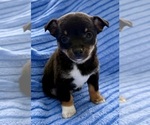 Small Photo #2 Chihuahua Puppy For Sale in FAIR HAVEN, MI, USA