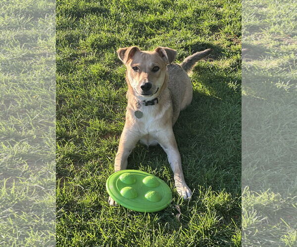 Medium Photo #3 Mutt Puppy For Sale in Sandy, UT, USA