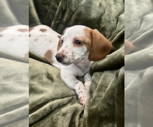 Dachshund Puppy for sale in DELTONA, FL, USA