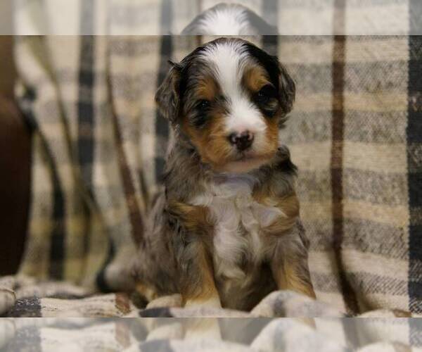 Medium Photo #1 Golden Mountain Doodle  Puppy For Sale in JIM FALLS, WI, USA